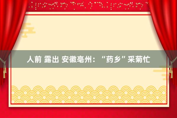 人前 露出 安徽亳州：“药乡”采菊忙